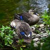 Ｋ川中流域・大きい8羽のカルガモひな最後の出逢い