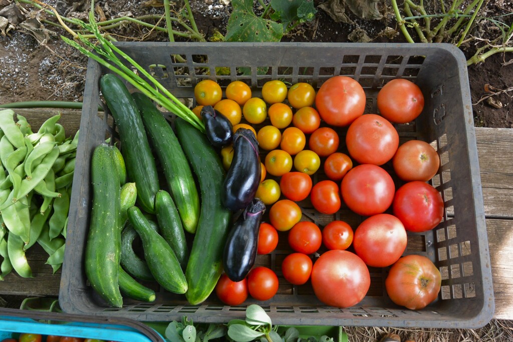 菜園・7月15日の夏実物収穫