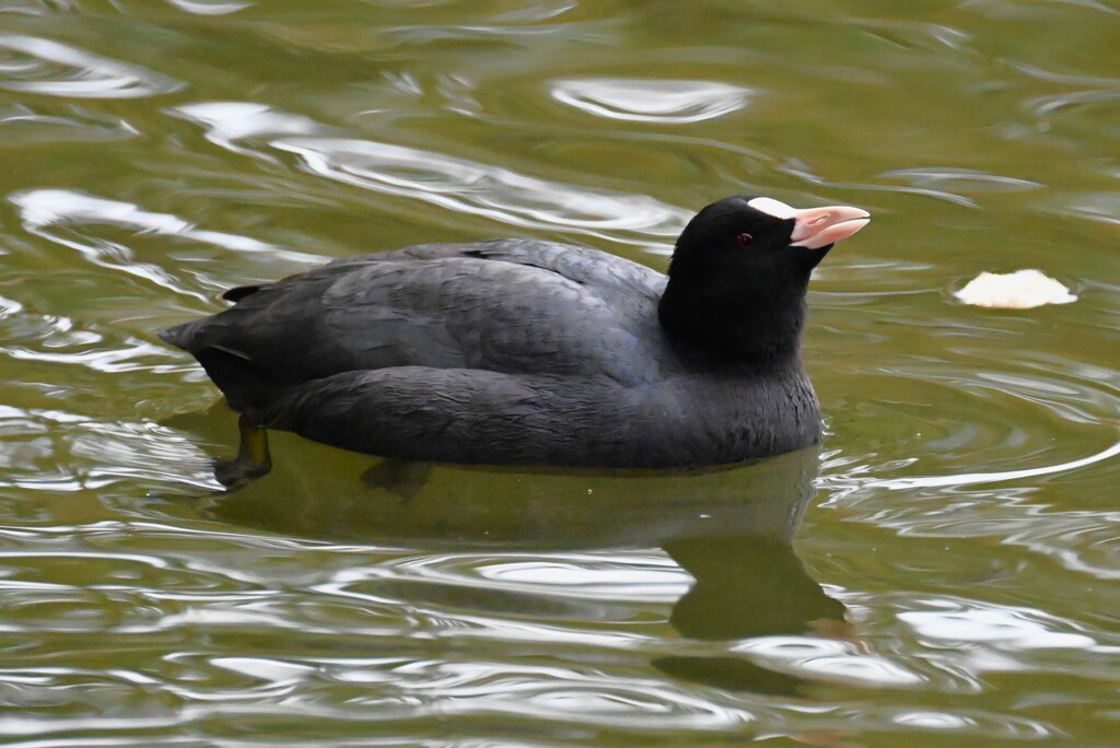 都内公園・オオバンの水飲み