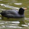 都内公園・オオバンの水飲み