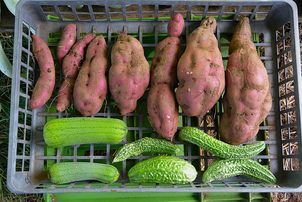 菜園・サツマイモ試し掘り
