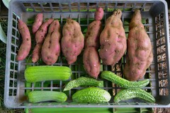 菜園・サツマイモ試し掘り