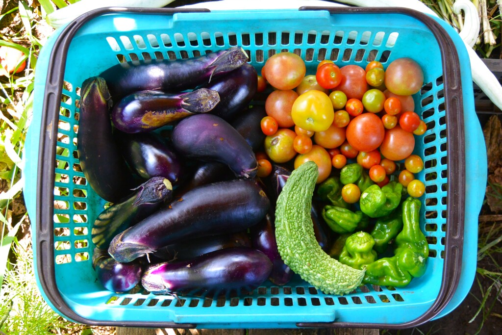 菜園・夏実物野菜も、ほぼ終わり