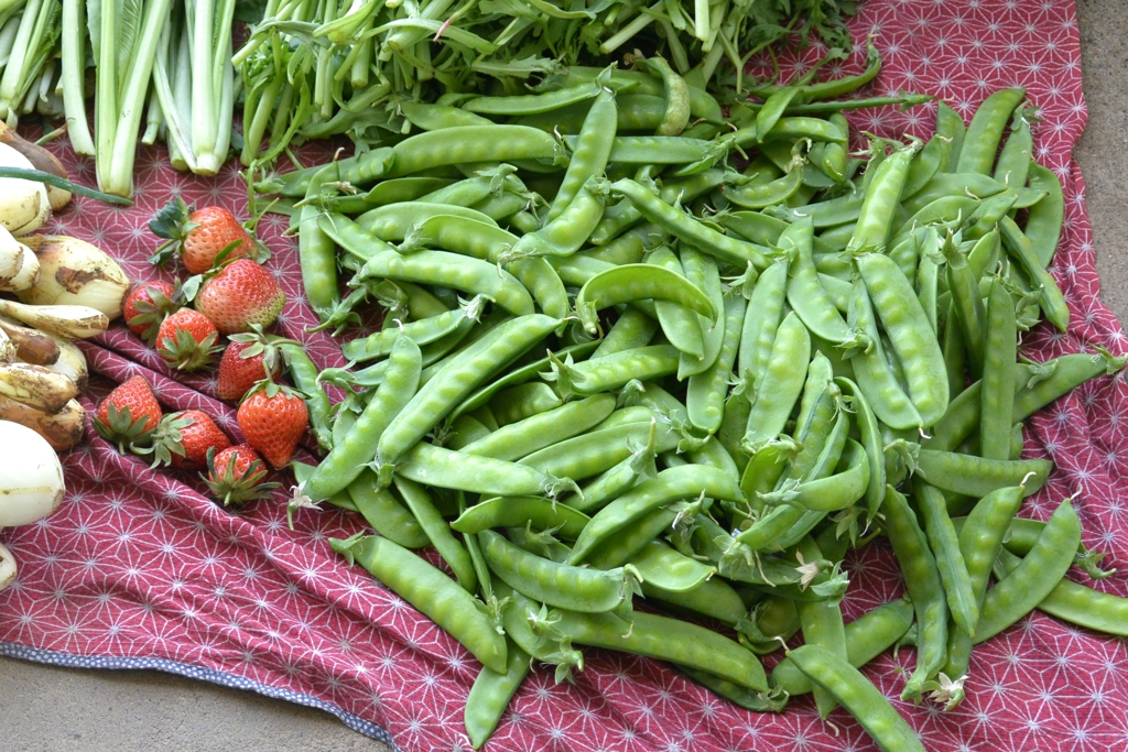 イチゴとキヌサヤ