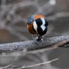 用水路・貯食したエゴの実を食べるヤマガラ 