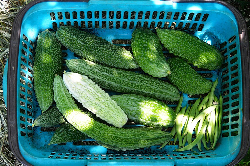 菜園・7月28日ゴーヤ、インゲン豆の収穫 