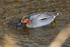 Ｋ川中流域・コガモ♂