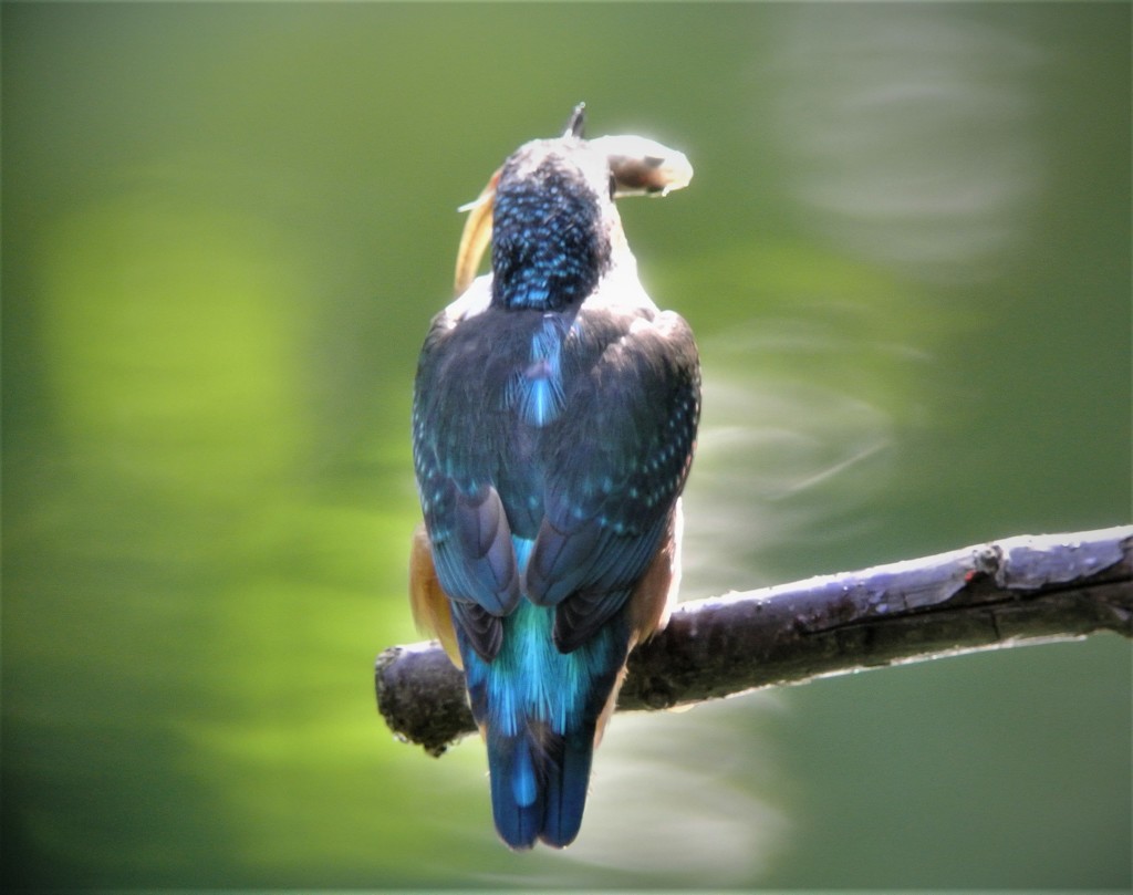 大きな獲物を隠して食べるカワセミ若