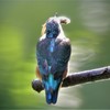 大きな獲物を隠して食べるカワセミ若