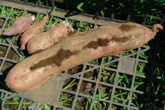 菜園・安納芋試し掘り