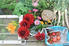 花畑の成果とトマト