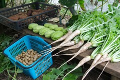 菜園・10月12日の全体収穫