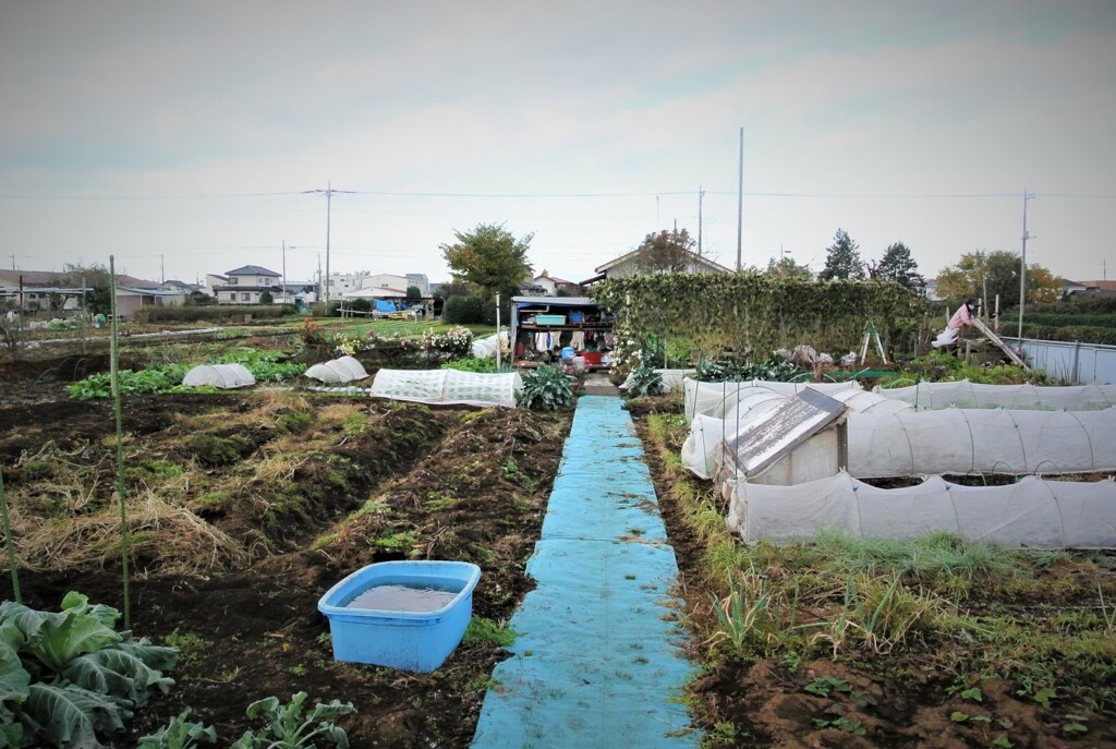 初霜の菜園風景