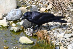 K川・ご馳走にあり付いたハシボソガラス