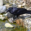 K川・ご馳走にあり付いたハシボソガラス