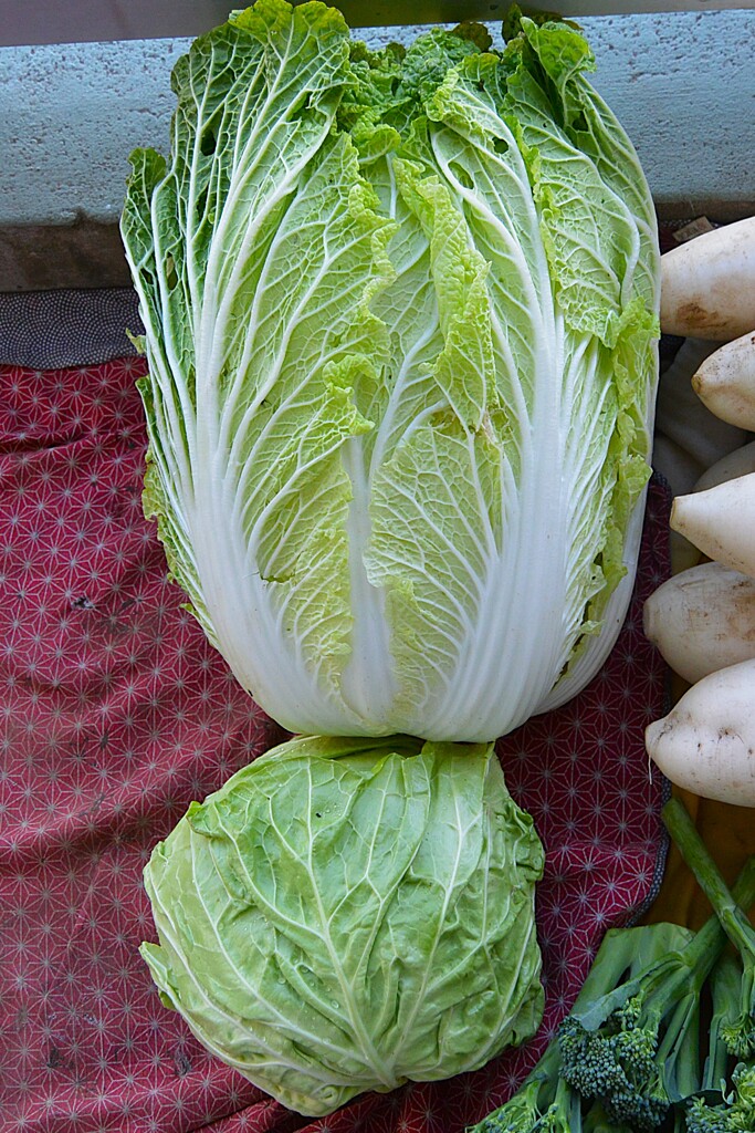 菜園・大きなハクサイと小さなキャベツ