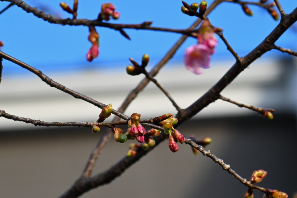 用水路・つぼみ膨らむ河津桜