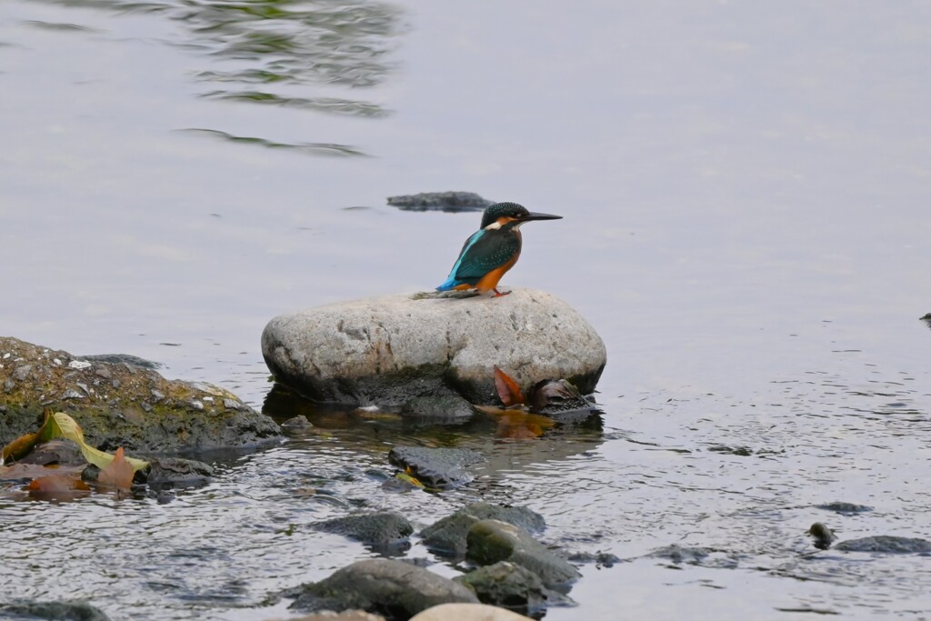 K川下流域・風景の中のカワセミ♂若