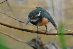 K川・カワセミ♂巣立ちびな 
