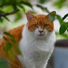 K川下流域・木陰からこちらを見ているニャンコ