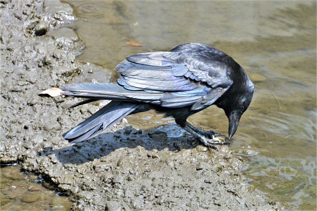 貝(？)を食べるハシブトガラス