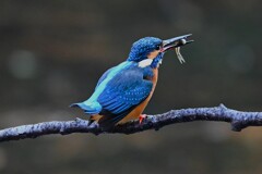 都内公園・カワセミ♂こちらも自分で食べる