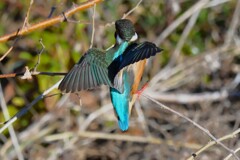 K川下流域・転回するカワセミ♀若
