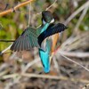 K川下流域・転回するカワセミ♀若
