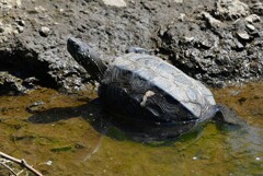 Ｋ川中流域・クサガメ