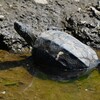 Ｋ川中流域・クサガメ