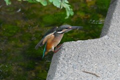 K川・下流域のカワセミ♂若（小エビゲット）