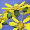 つわぶきの花