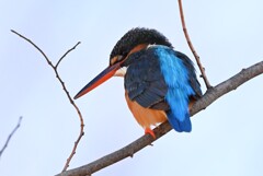 用水路・カワセミ♀若高い枝で・・