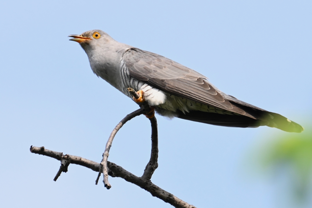 菜園・カッコウ、木止まりC