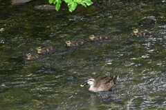 K川・中流域、5羽のひなを連れたカルガモ 
