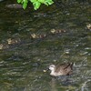 K川・中流域、5羽のひなを連れたカルガモ 