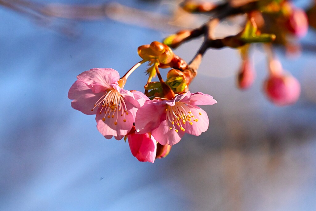 用水路・河津桜