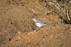 菜園・道具小屋撤去中にハクセキレイ