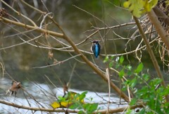 K川・水溜りのカワセミ♀