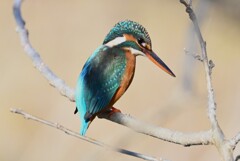 K川・上流のカワセミ♀B 