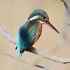 K川・上流のカワセミ♀B 