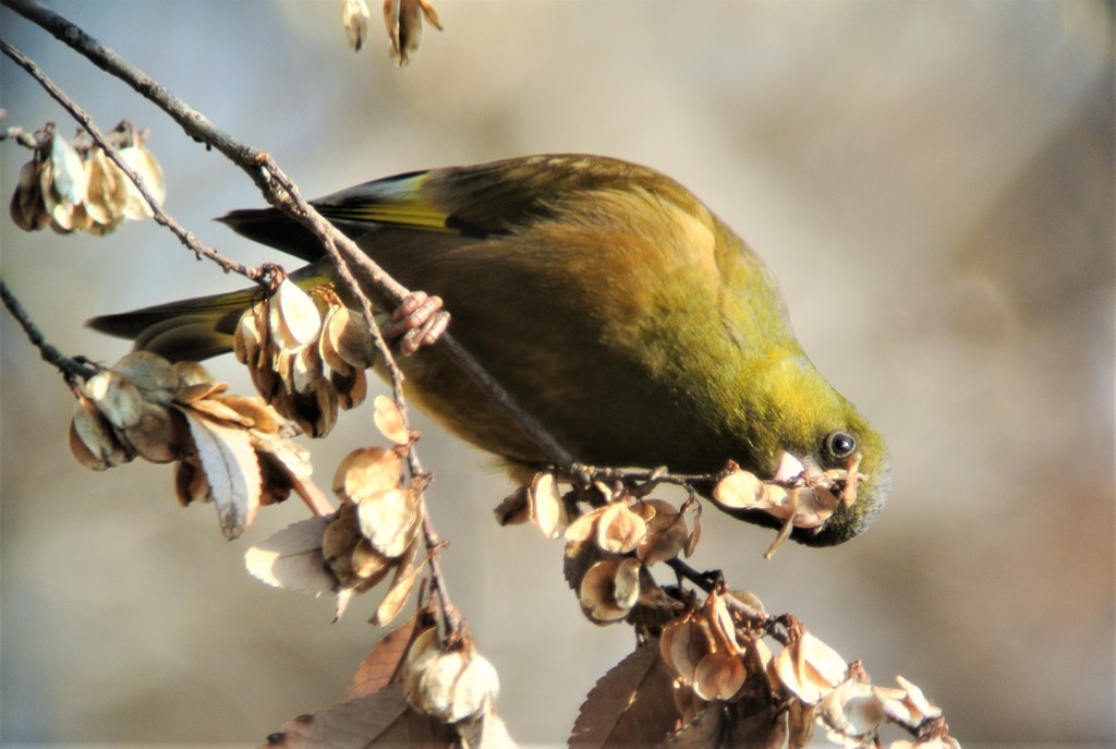 木の実を食べるオオカワラヒワ？