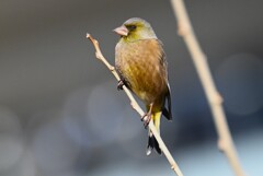K川・カワラヒワ