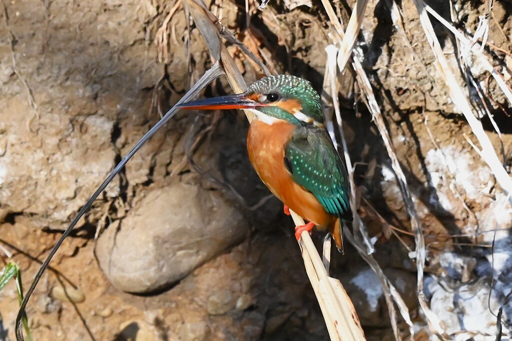 Ｋ川中流域・カワセミ♀若鳥