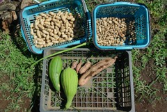 菜園・9月26日の収穫