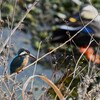 K川・水溜りのカワセミ♀とカルガモ