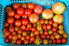 菜園・6月27日トマト大中小