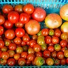 菜園・6月27日トマト大中小