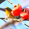 連絡道・柿の実を食べに来たメジロ
