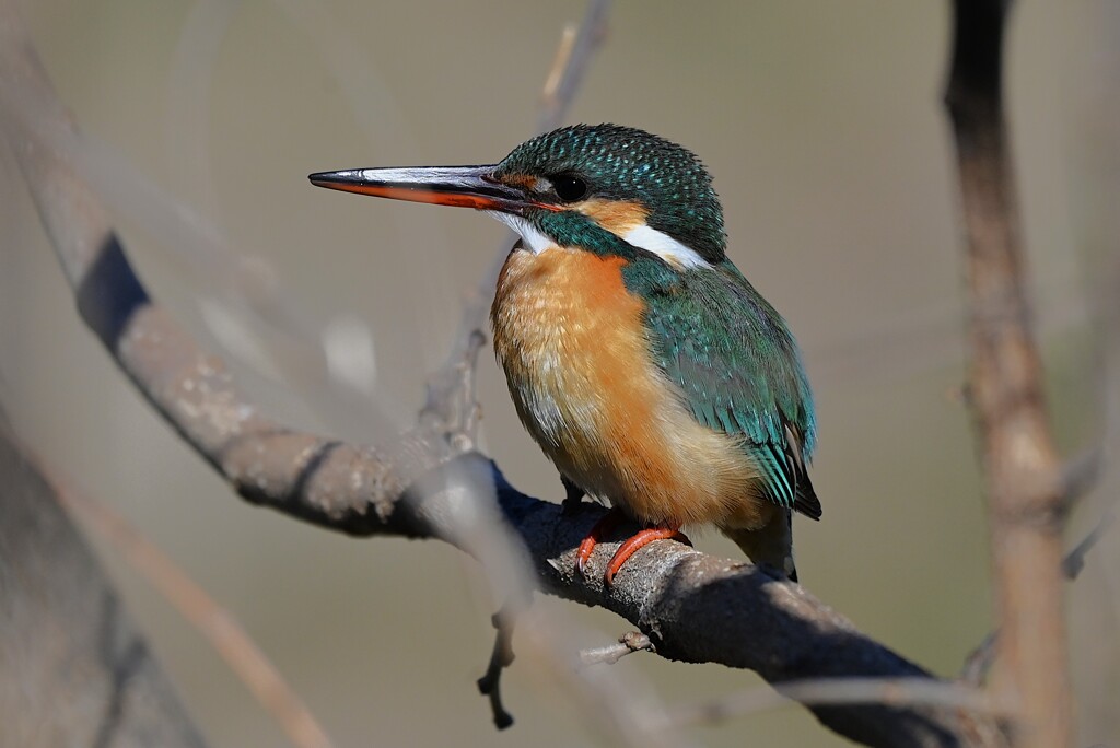 Ｋ川上流域・カワセミ♀若